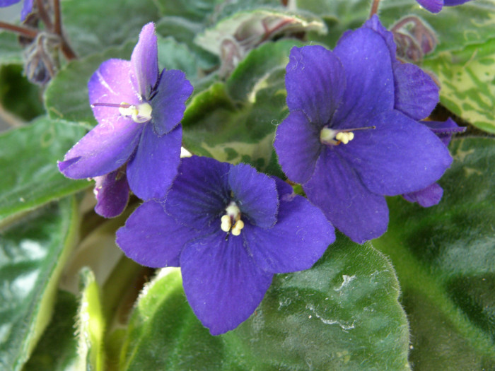 바이올렛 - African violets, Saintpaulia