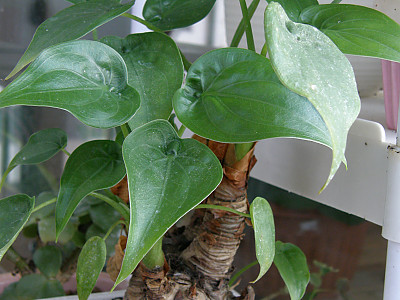 알로카시아 오로라 사진 - Alocasia odora Photos