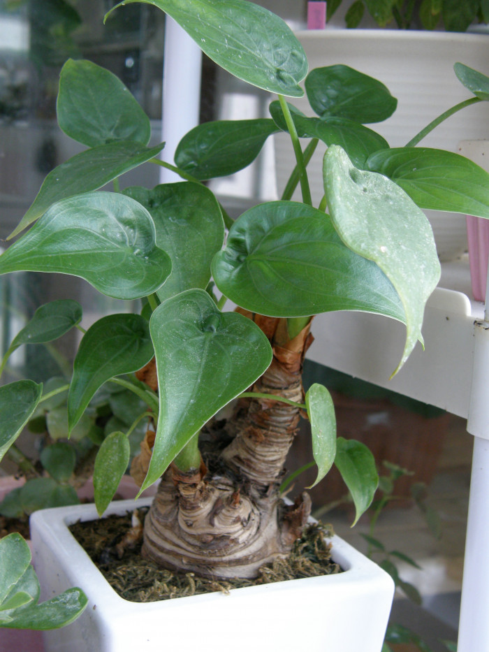 알로카시아 오로라 - night-scented lily, Asian taro, giant upright elephant ear, Alocasia odora