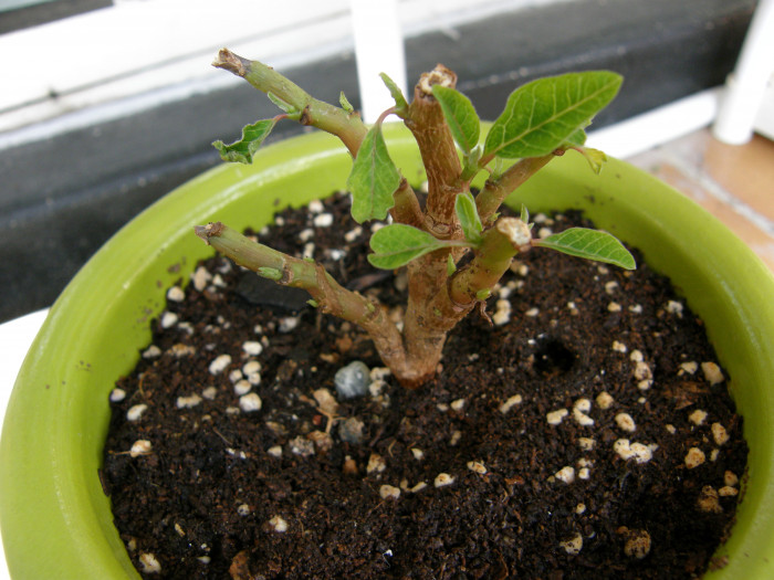 포인세티아 - poinsetia, Euphorbia pulcherrima Willd.