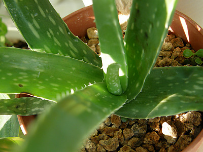 알로에 아보레센스 사진 - Aloe Aborescens Photos