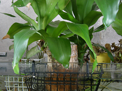 행운목 사진 - Dracaena fragrans \'Massangeana\' Photos