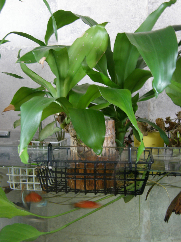 행운목 - Corn plant, Dracaena fragrans 