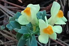 해란초 - Linaria japonica Miq.