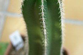 백운각 - Marginatocereus marginatus ﻿Backbg.