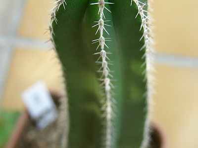 백운각 사진 - Marginatocereus marginatus ﻿Backbg. Photos