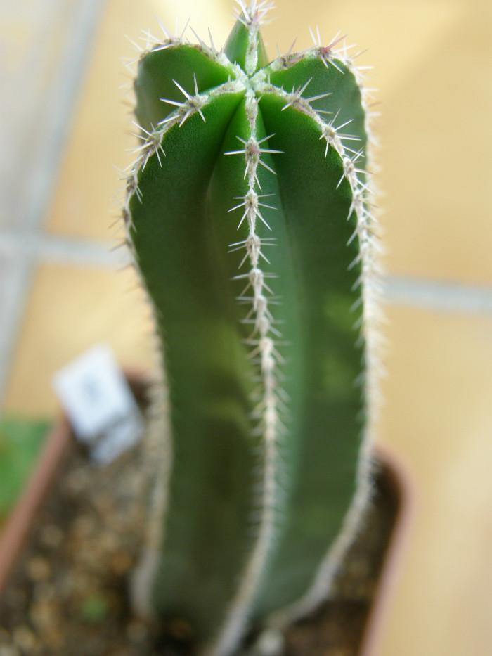 백운각 - Marginatocereus marginatus ﻿Backbg.