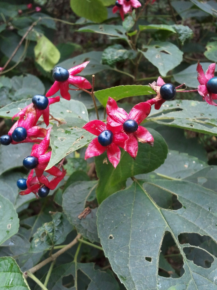 누리장나무 - Harlequin Glorybower, Clerodendrum trichotomum
