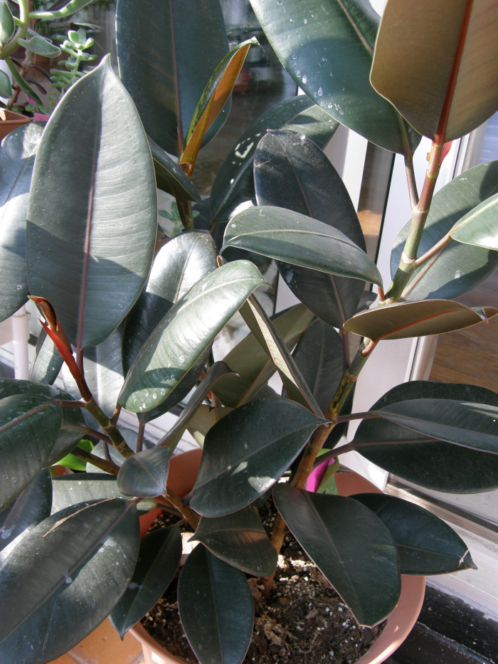 인도고무나무 - Rubber plant, Ficus elastica Roxb.