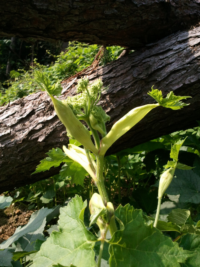 어수리 - Heracleum moellendorffii Hance