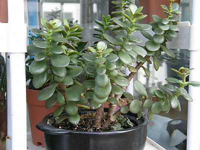 염좌 사진 - Crassula portulacea Photos