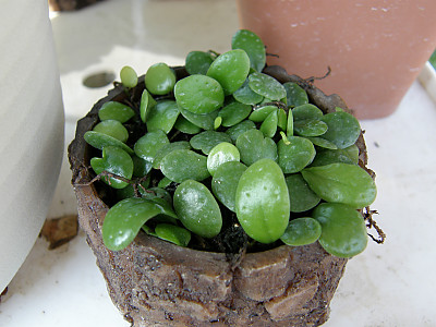 콩자개난 사진 - Bulbophyllum drymoglossum Maxim. ex Okub Photos