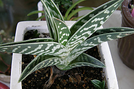 천대전금 - Aloe variegata L.
