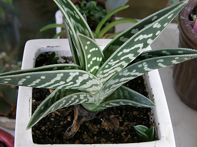 천대전금 사진 - Aloe variegata L. Photos