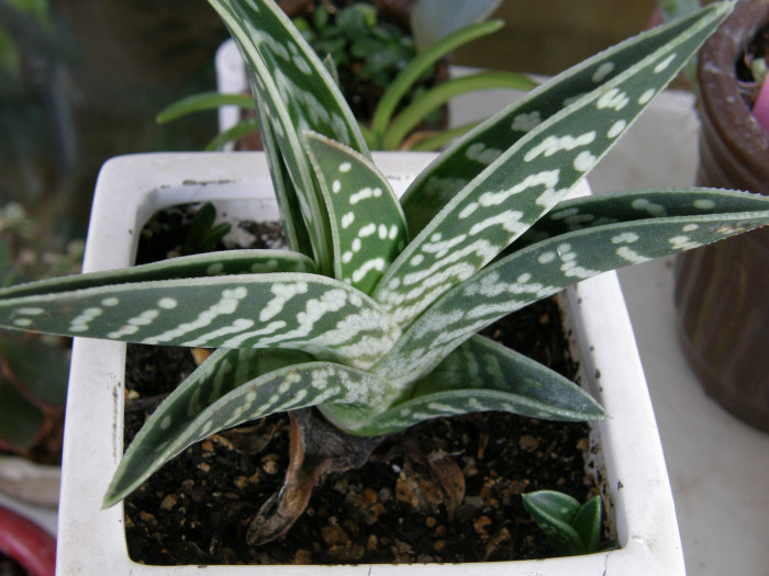 천대전금 - Aloe variegata L.