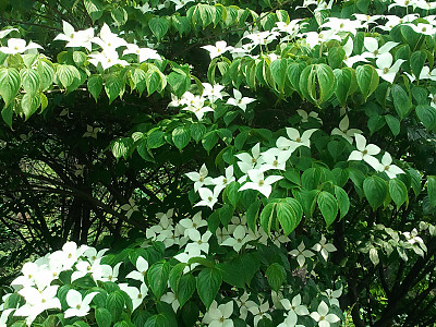 산딸나무 사진 - Cornus kousa Photos