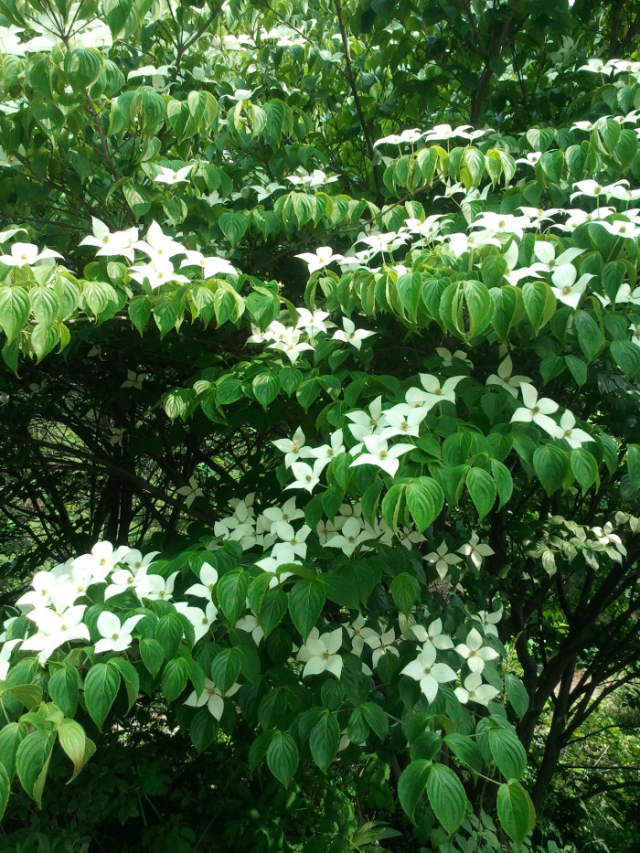 산딸나무 - Cornus , Cornus kousa