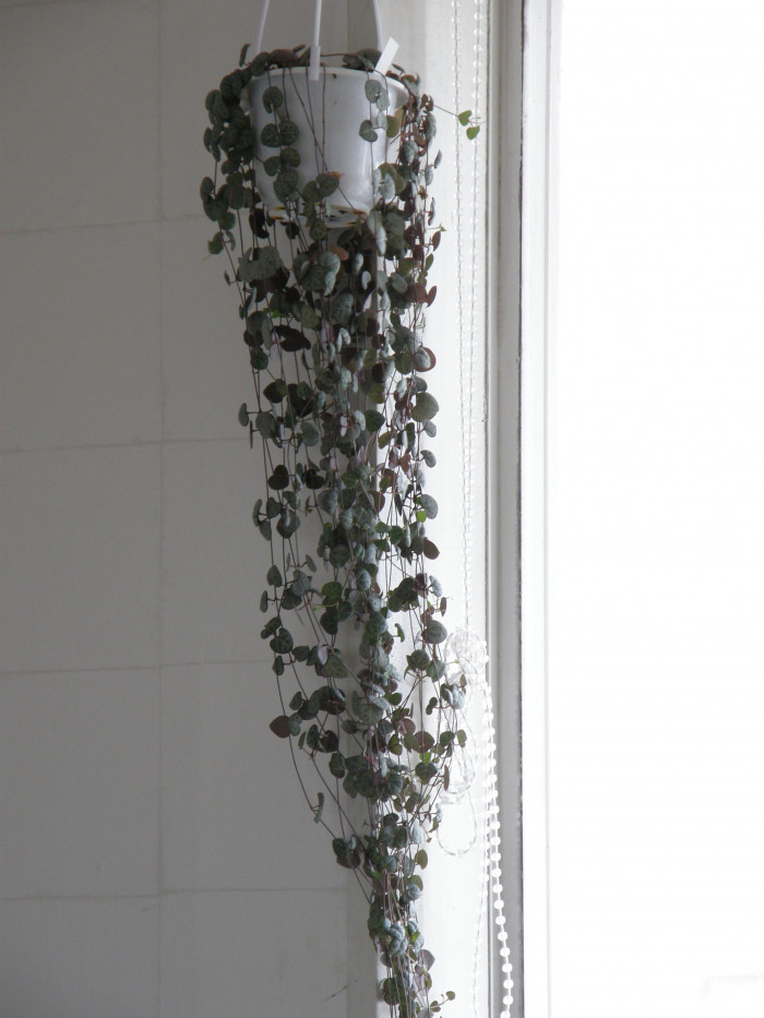 러브체인 - String of Hearts, Ceropegia