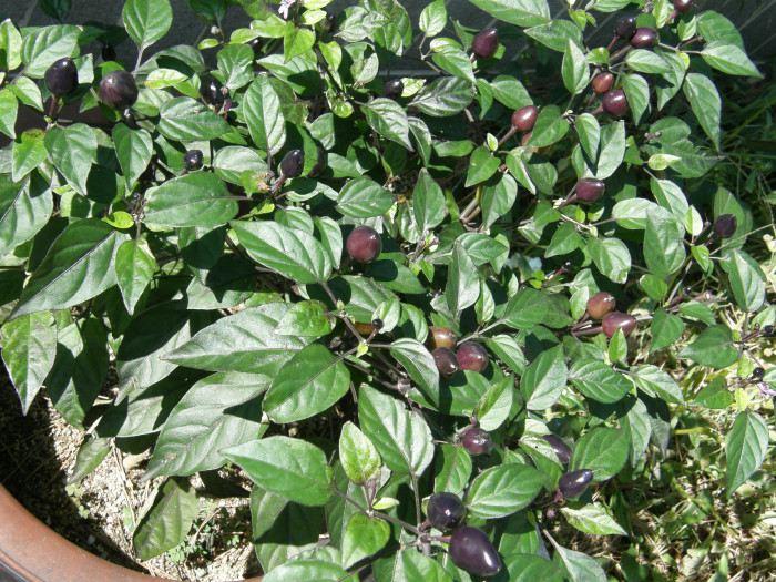 화초고추 - Solanum spp., capsicum annuum var.