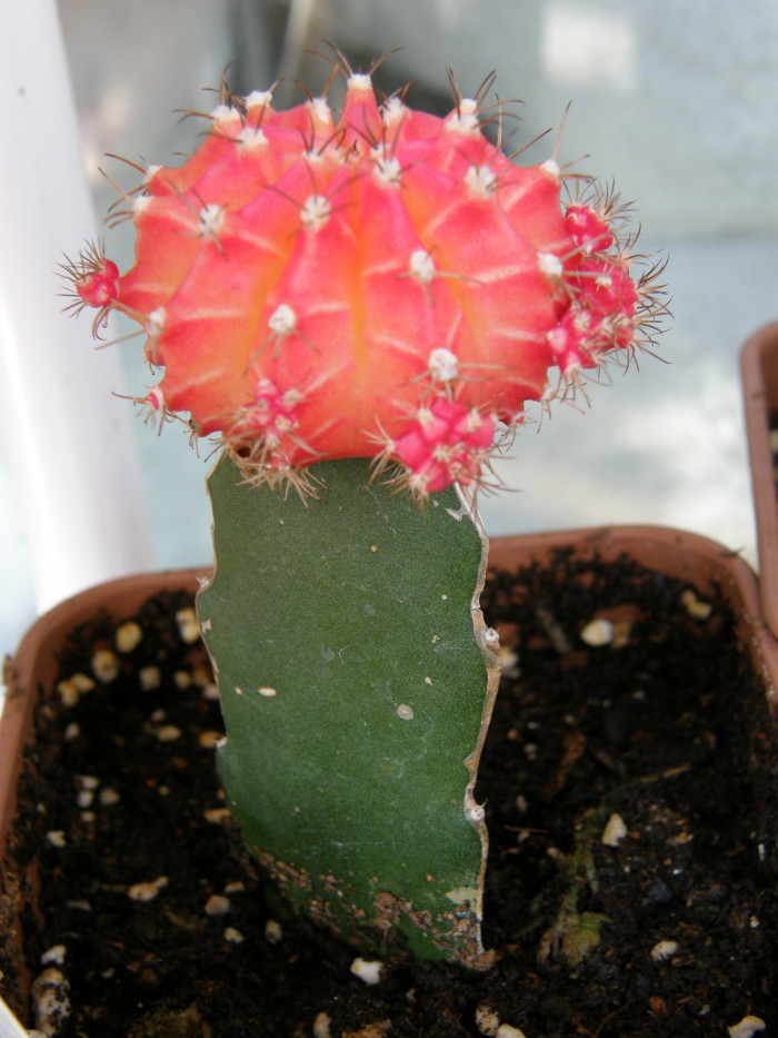 비모란금접목 - chin cactus,moon cactus, Gymnocalycium mihanovichii