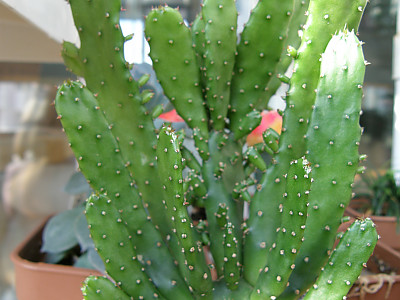 초일출 사진 - Opuntia monacantha Photos