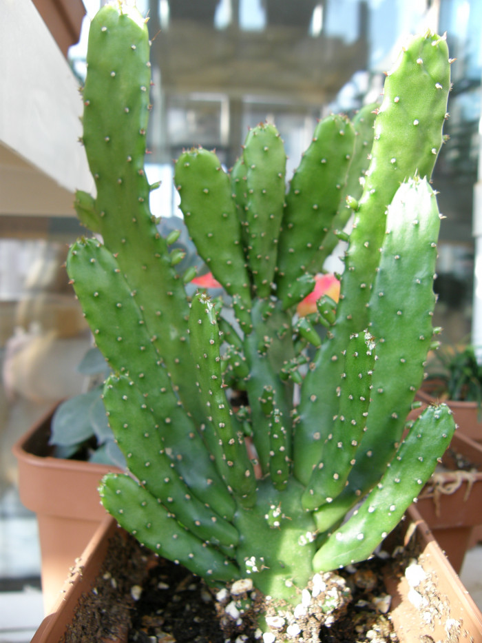 초일출 - Opuntia monacantha