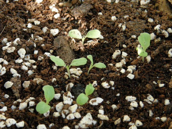상추 - merveille de Quatre Saisons, Lactuca sativa L.