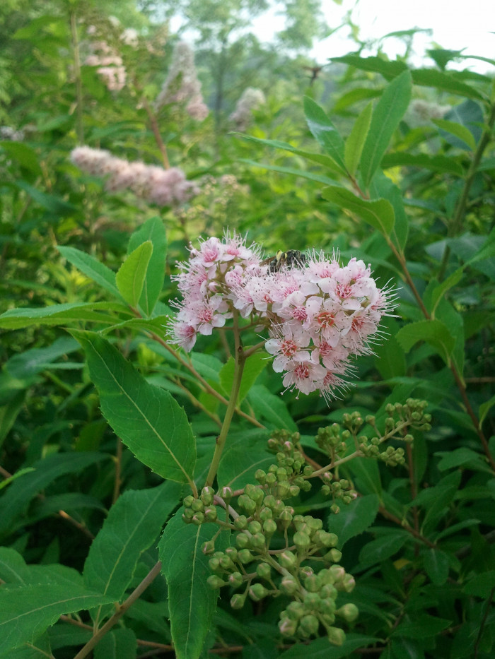 조팝나무 - Spiraea prunifolia for. simpliciflora Nakai