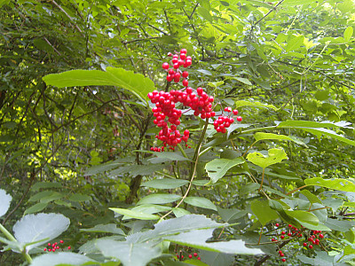 오미자 사진 - Schisandra chinensis (Turcz.) Baill. Photos