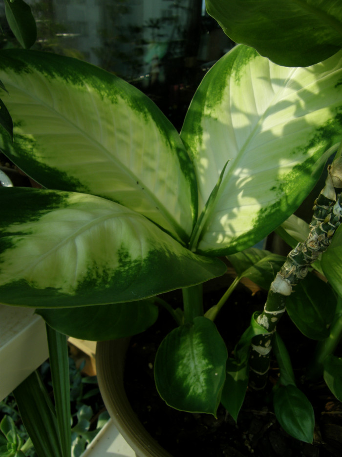 마리안느 - Dieffenbachia Camllla, Dieffenbachia amoena ‘Marianne’