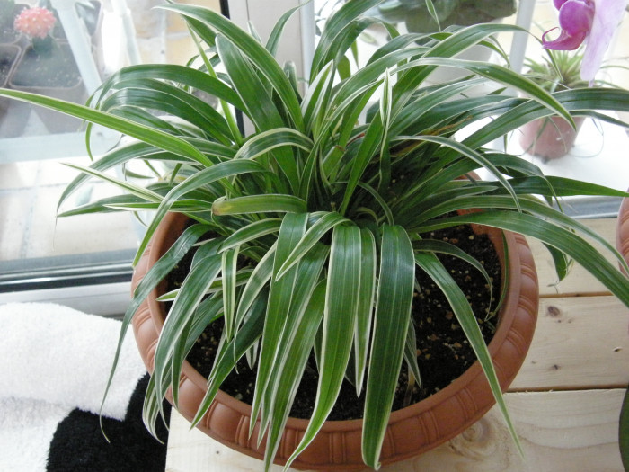 거미란 - Taeniophyllum glandulosum Blume