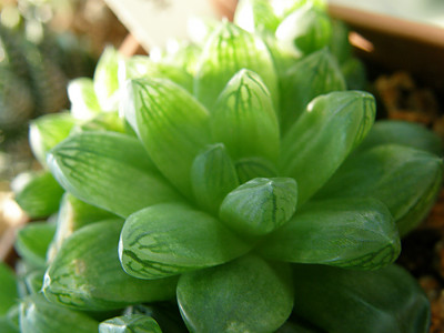 옵튜샤 사진 - Haworthia turgida var.longibracteata Photos