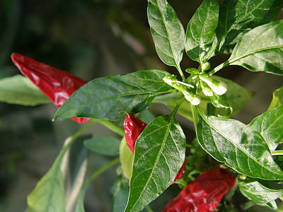하늘고추 사진 - Capsicum annuum var. Photos