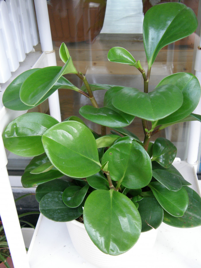 청페페 - Pepper Face, Peperomia obtusifolia