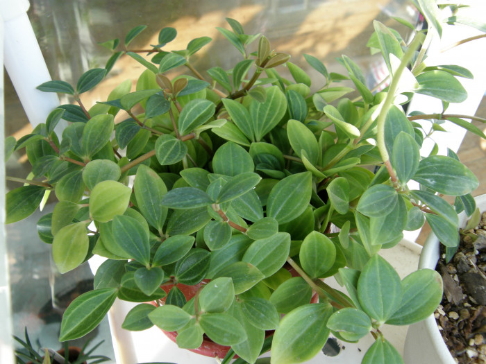 페페로미아 - Vining pepper, vining peperomia, Peperomia dahlstedtii.