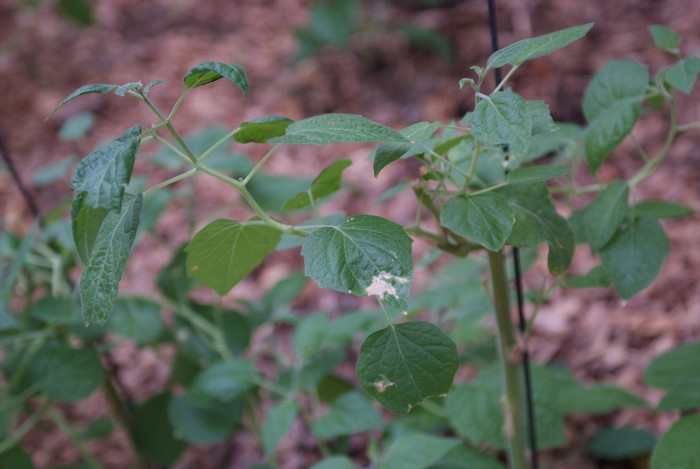 계피나무 - Cinnamomum cassia