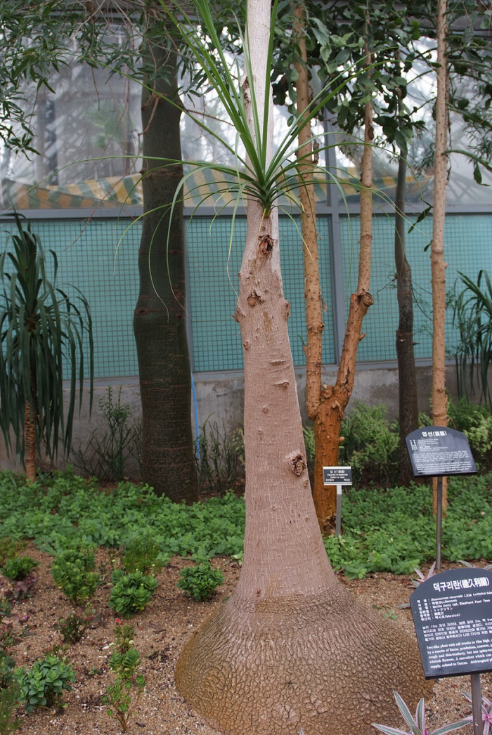 덕구리난 - Pony Tail Palm, Beaucarnea recurvata