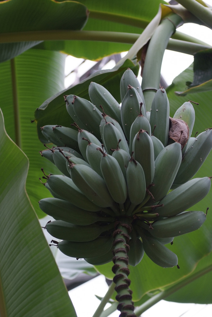 바나나나무 - Banana, Musa paradisiaca L.