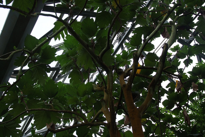 빵나무 - Bread fruit, Bread fruit tree, Artocarpus altilis Fosb.