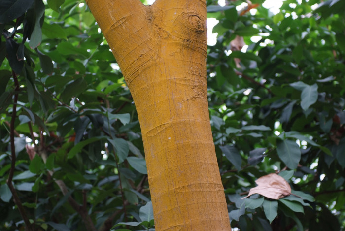 빵나무 - Bread fruit, Bread fruit tree, Artocarpus altilis Fosb.