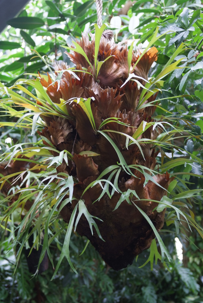 박쥐난 - staghorn fern, Platycerium bifurcatum