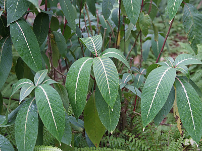 산케지아 노빌리스 사진 - anchezia nobilis Hook.f. Photos