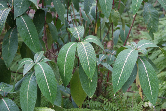 산케지아 노빌리스 - Sanchezia nobilis, anchezia nobilis Hook.f.