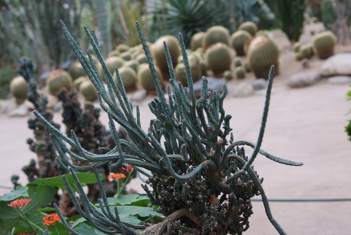 잔설봉 - Monvillea phatnospermus f. cristata