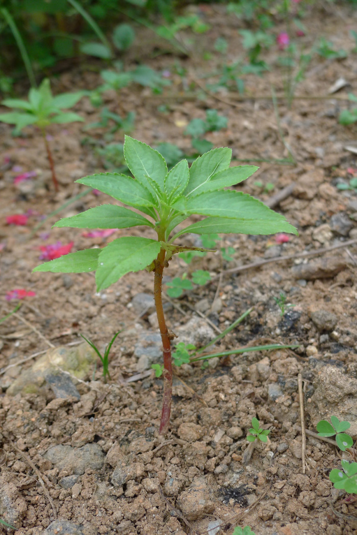 봉선화 - Balsam, Impatiens balsamina L.