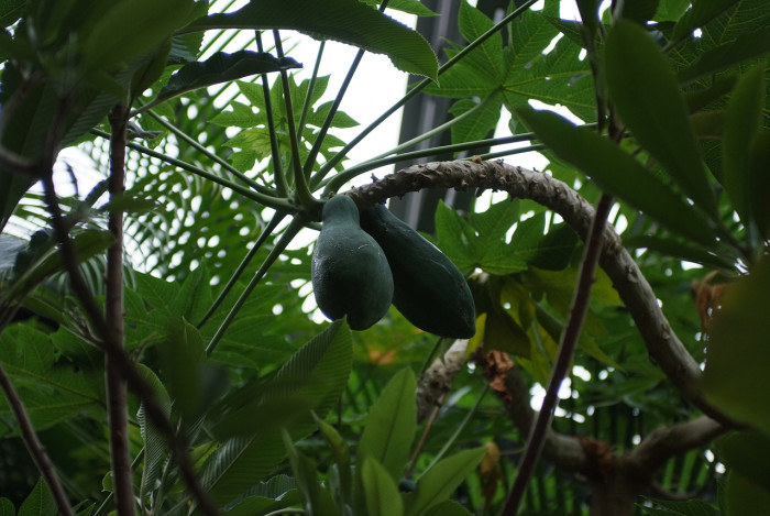 파파야 - Papaya, Carica papaya