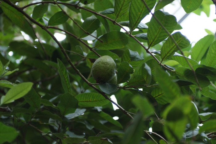 단황과 - Egg-fruit, Ti-es, Lucuma nervosa A. DC.