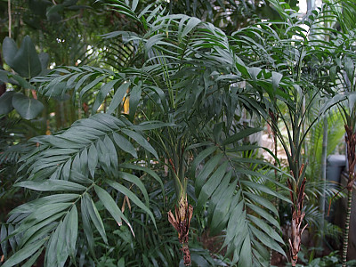 대나무야자 사진 - Chamaedorea seifrizii Burret Photos