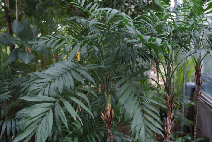 대나무야자 - Reed palm, Bamboo palm, Chamaedorea seifrizii Burret