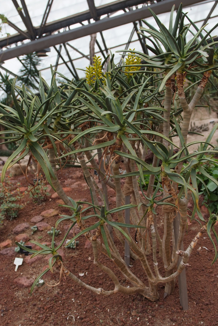 알로에 라모시시마 - Aloe ramosissima